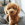 Toy Poodle
